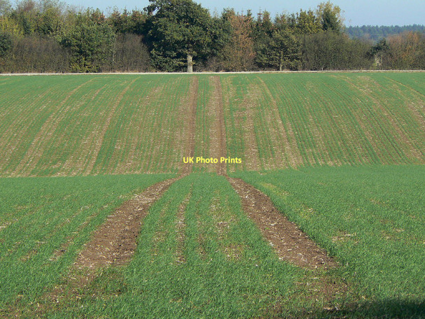 Photo 6"x4" Cereal growing near Hill Farm Stanton-on-the-Wolds c2011