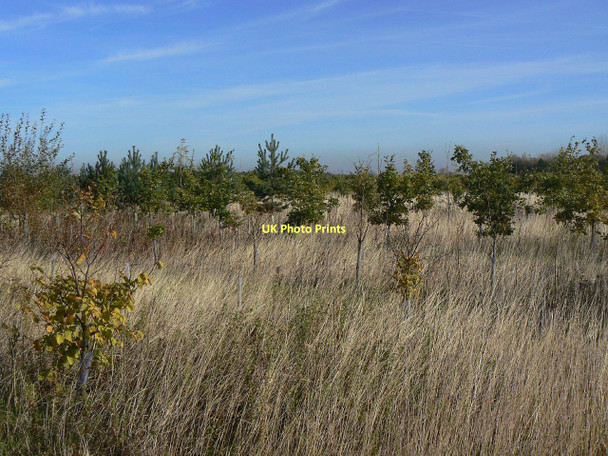 Photo 6"x4" New plantation Stanton-on-the-Wolds c2011