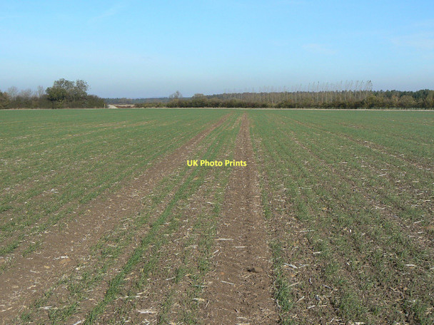 Photo 6"x4" Cereal growing near Hill Farm Stanton-on-the-Wolds c2011