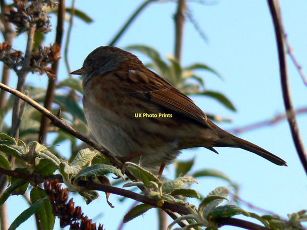 Photo 6"x4" Dunnock, Radipole Lake Nature Reserve, Weymouth Weymouth\/SY6779 c2011