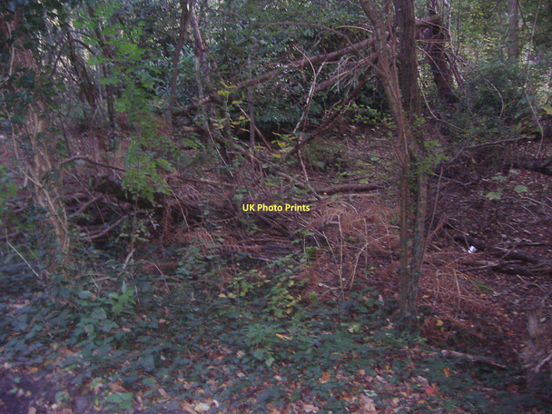 Photo 6"x4" Woods by Chertsey Road, Brick Hill Brick Hill\/SU9564 c2011