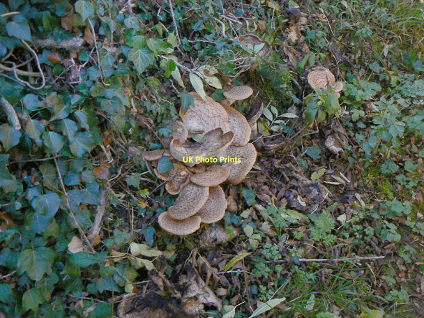 Photo 6"x4" Fungus near Stanton Tunnel Stanton-on-the-Wolds c2011
