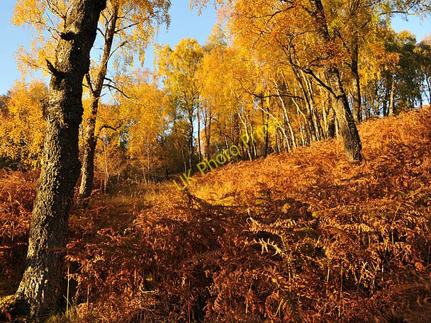 Photo 6"x4" Autumn colour north of Loch Rannoch Killichonan c2009
