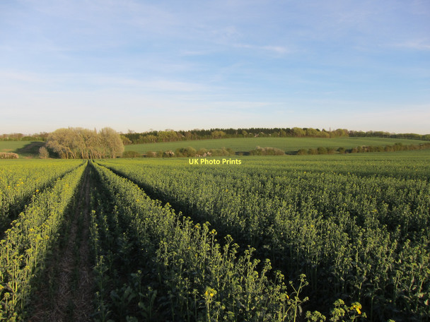 Photo 6"x4" Oil seed rape by Callow Brook Dry Drayton c2011