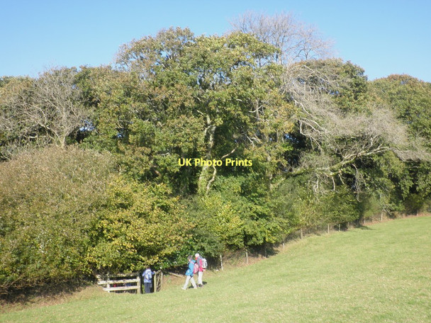 Photo 6"x4" Woodland, below Bratton Fleming Bratton Fleming c2011