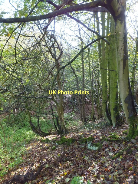 Photo 6"x4" Willington Wood Boothsdale c2011