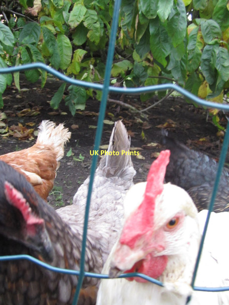 Photo 6"x4" Harlow Carr's chickens and medlar tree Harlow Carr c2011