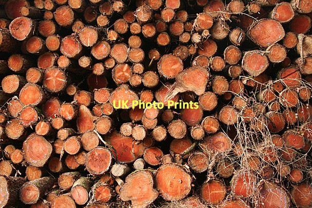 Photo 6"x4" Broadclyst: log pile Hele\/SS9902 c2011