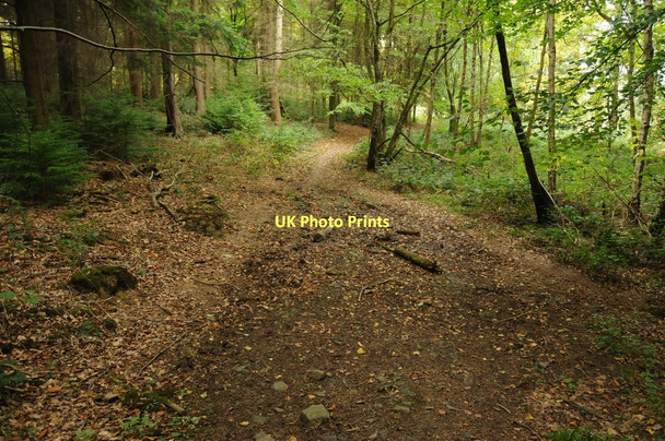 Photo 6"x4" Footpath in Commander's Wood Putley Common c2011