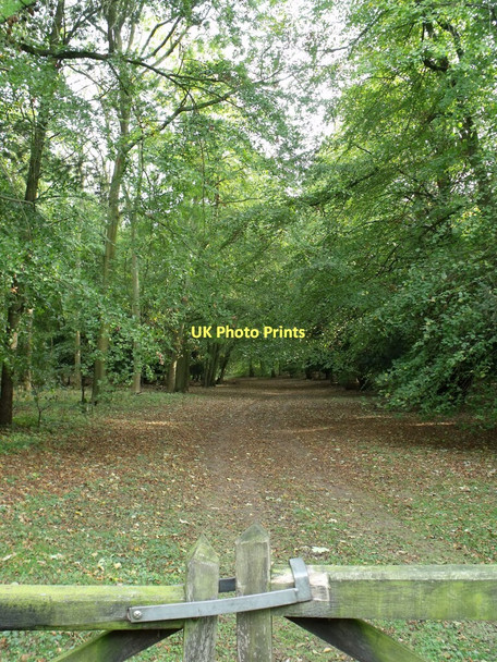 Photo 6"x4" Entrance to Fox Dale woodlands Great Limber c2011