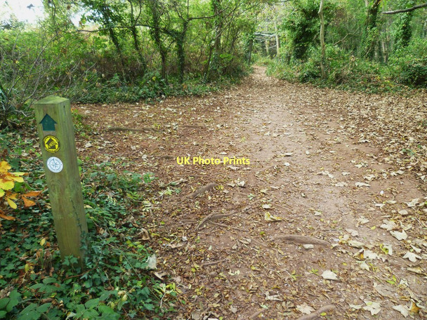Photo 6"x4" Orange Way in Devon and Torbay (8) Brixham c2011