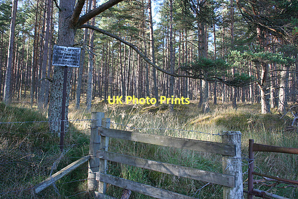 Photo 6"x4" Entering Ardcanny Wood Rothes c2011