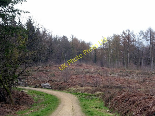Photo 6"x4" Clearing in Stoke Park Wood, Bishopstoke Eastleigh\/SU4519 c2006