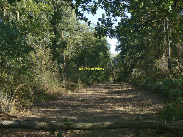 Photo 6"x4" Forest ride Clipston\/SK6334 c2011