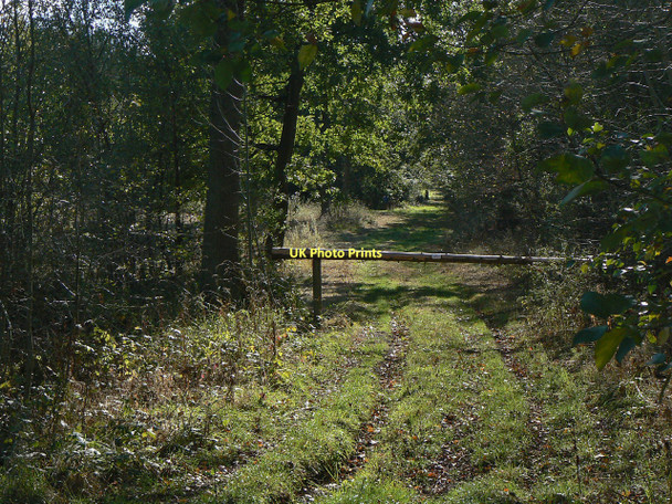Photo 6"x4" Forest ride Clipston\/SK6334 c2011 P1