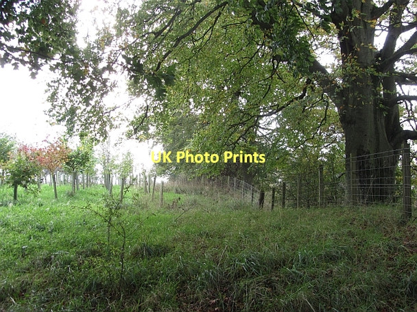 Photo 6"x4" Community Woodland off Plotcock Road Glassford c2011