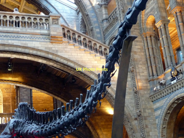 Photo 6"x4" Tail of a Dinosaur, Natural History Museum, London SW1 Kensington\/TQ2579 c2011
