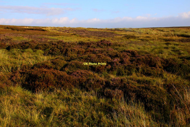 Photo 6"x4" Gill Head Peat Moor Summerscales c2011