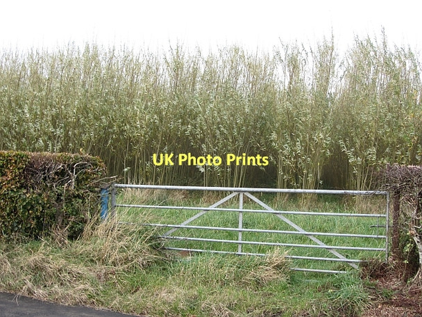 Photo 6"x4" Biofuel, Limekilnburn Road Limekilnburn c2011
