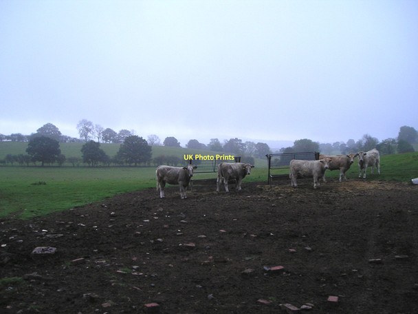 Photo 6"x4" Young cattle Stoke St Milborough c2011