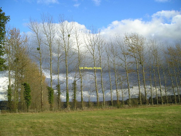 Photo 6"x4" Poplars and mistletoe Moreton\/SO5064 c2011