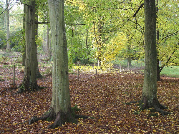 Photo 6"x4" Woodland floor, Ray Wood Coneysthorpe c2011