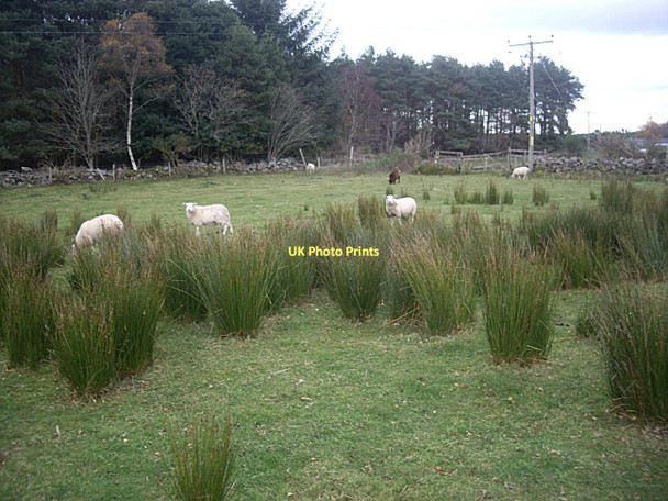 Photo 6"x4" Sedge and Sheep at Upper Lochton Banchory\/NO6995 c2011