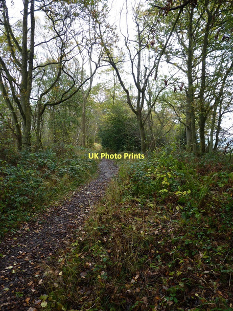 Photo 6"x4" Bridleway in Coats Wood Rushbury c2011