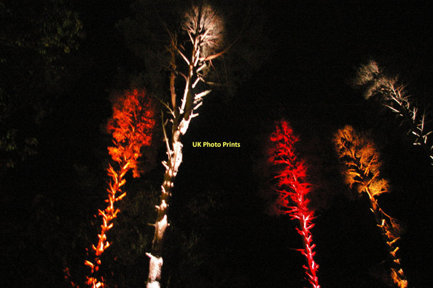 Photo 6"x4" The Electric Forest, Bedgebury Bedgebury Cross c2011
