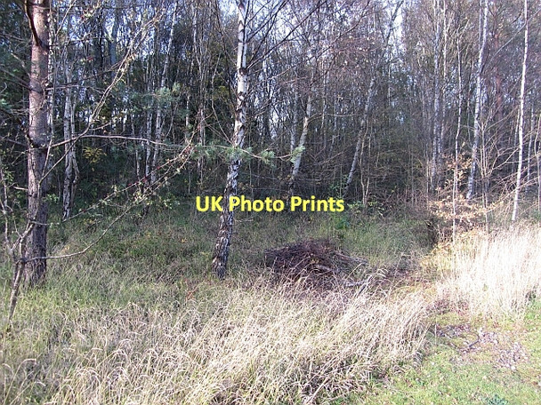 Photo 6"x4" Bothwellhaugh Plantation Bellshill\/NS7259 c2011