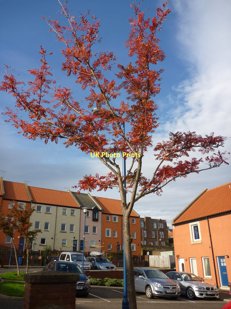 Photo 6"x4" East Lothian Townscape : Autumn at Woodbush Place, Dunbar Dunbar c2011