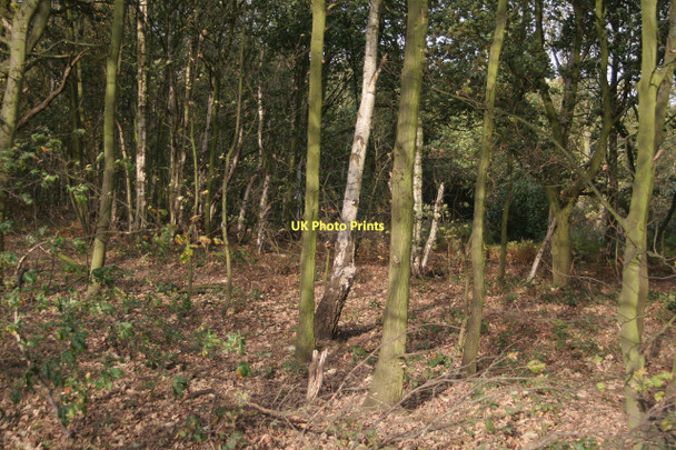 Photo 6"x4" Longdale Plantation Blidworth Dale c2011