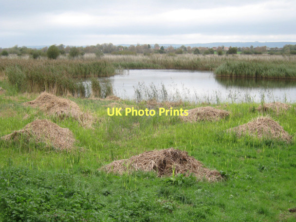 Photo 6"x4" View from Meare Heath Hide Ashcott Corner c2011