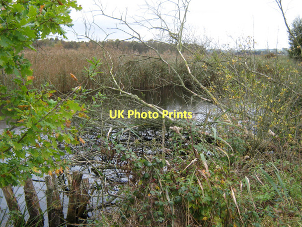 Photo 6"x4" On Loxton's Marsh Trail, Ham Wall Nature reserve Ashcott Corner c2011