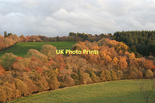 Photo 6"x4" Woods above the Muckle Burn Whitemire\/NH9754 c2011