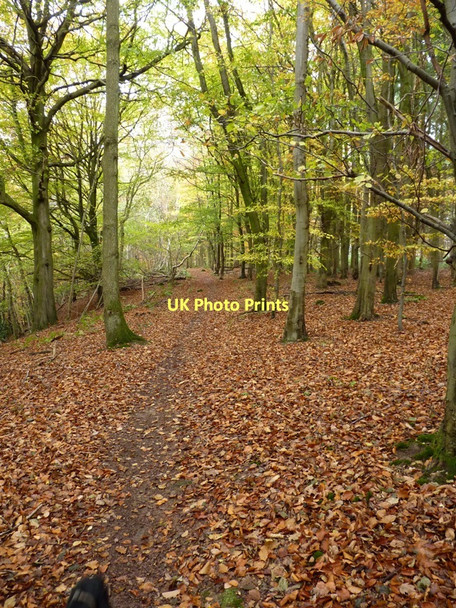 Photo 6"x4" A footpath in Newhall Coppice Middlehope c2011