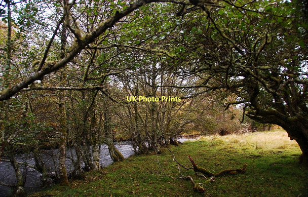 Photo 6"x4" Riverside woodland Little Torboll c2011