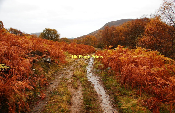 Photo 6"x4" Track leading to Torboll Farm Little Torboll c2011