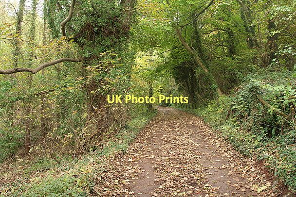 Photo 6"x4" Long Ashton: lane to Forest Lodge Cambridge Batch c2011
