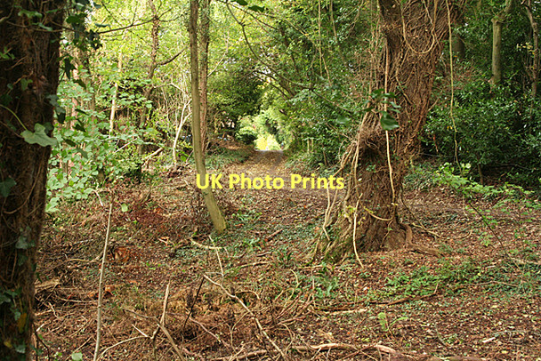 Photo 6"x4" Long Ashton: near Forest Lodge Cambridge Batch c2011