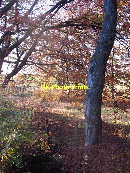 Photo 6"x4" Strip wood beside the B7015 Freeport Village c2011