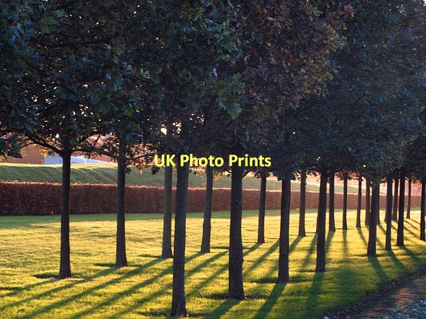 Photo 6"x4" Trees, Alba Business Park Adambrae c2011