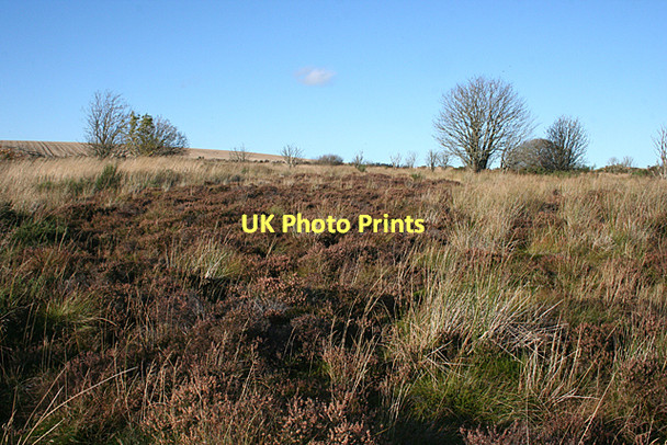 Photo 6"x4" Moss of Auchinderran Finnygaud c2011