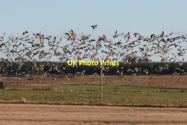 Photo 6"x4" Wild Geese Aberchirder c2011