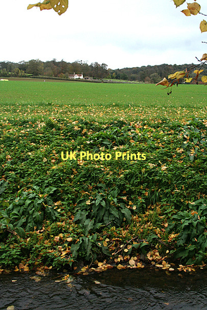 Photo 6"x4" Wraxall: by Wraxall Mill leat Nailsea c2011