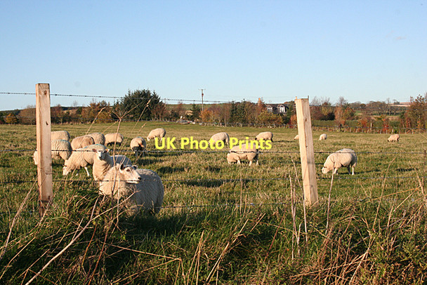 Photo 6"x4" Sheep at Whitemuir Aberchirder c2011