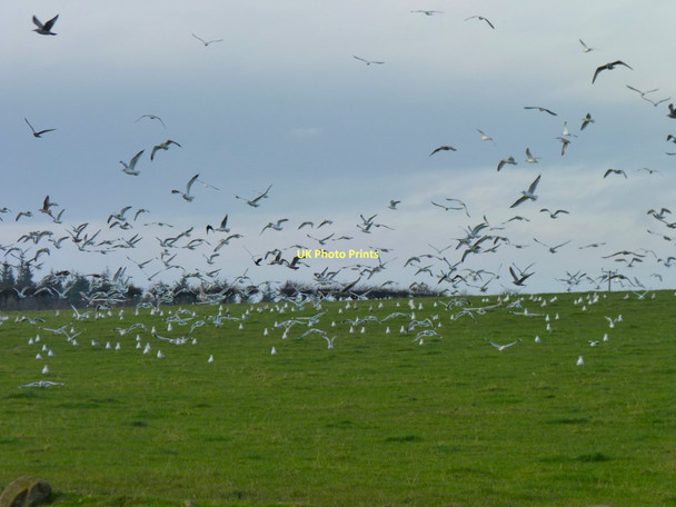 Photo 6"x4" Disturbed gulls Radernie\/NO4709 c2011