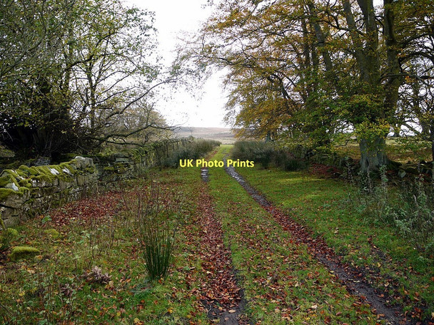 Photo 6"x4" Old Coach Road near Old Moor House Edlingham c2011