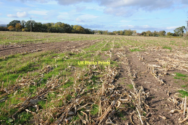 Photo 6"x4" Harvested maize field Holdfast\/SO8537 c2011