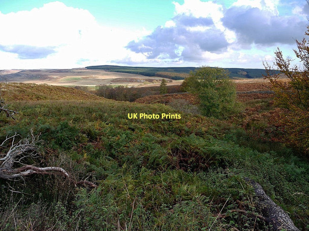 Photo 6"x4" Wooded valleys of Rimside Burn north of Old Moor House Edlingham c2011